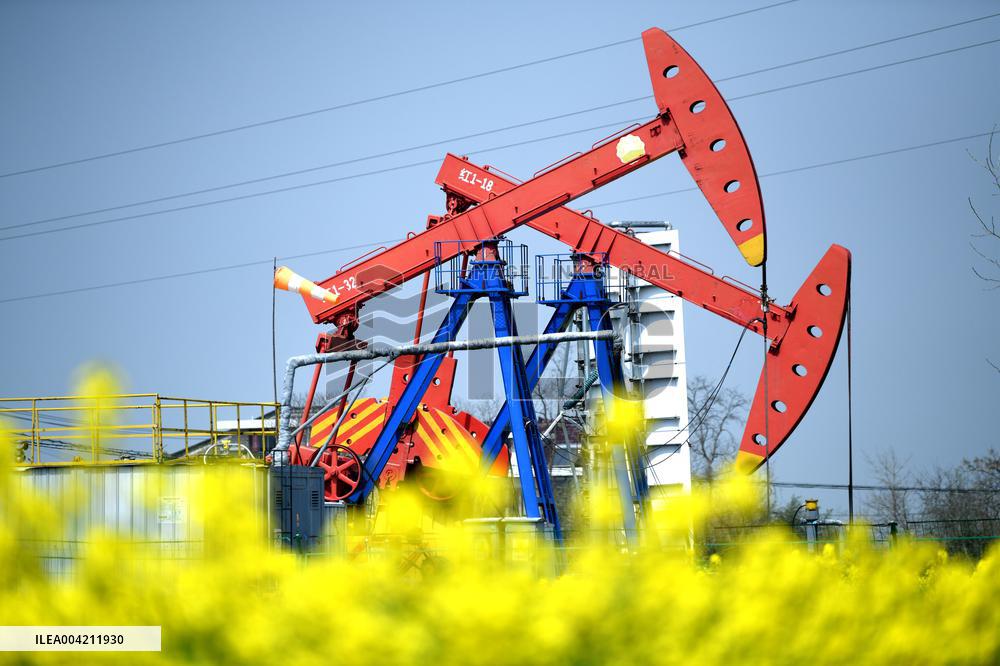 Subei Oil Extraction Plant Amid Rapeseed Flowers