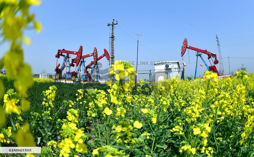 Subei Oil Extraction Plant Amid Rapeseed Flowers
