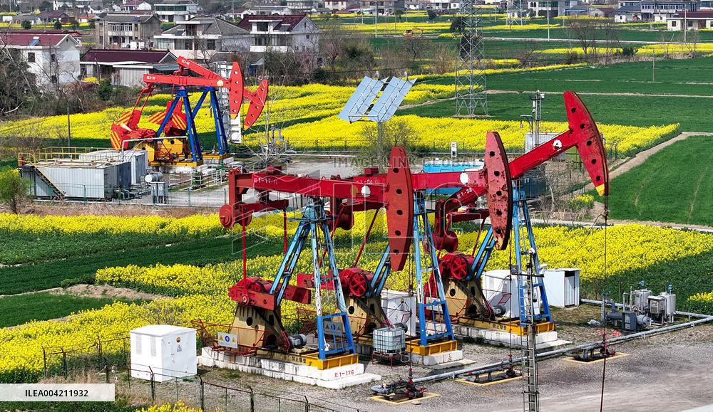 Subei Oil Extraction Plant Amid Rapeseed Flowers
