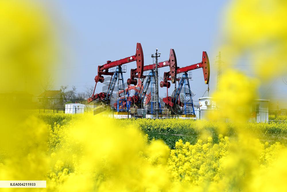 Subei Oil Extraction Plant Amid Rapeseed Flowers