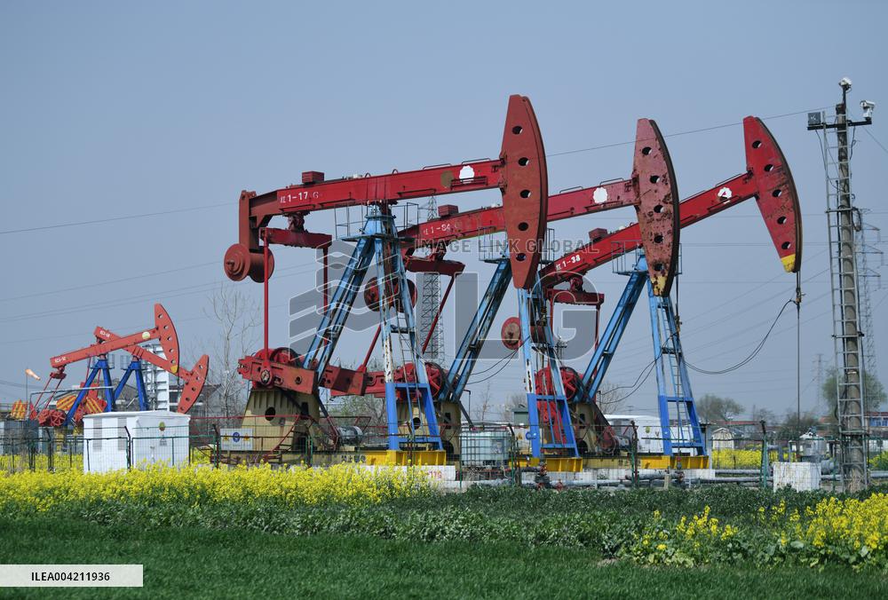Subei Oil Extraction Plant Amid Rapeseed Flowers
