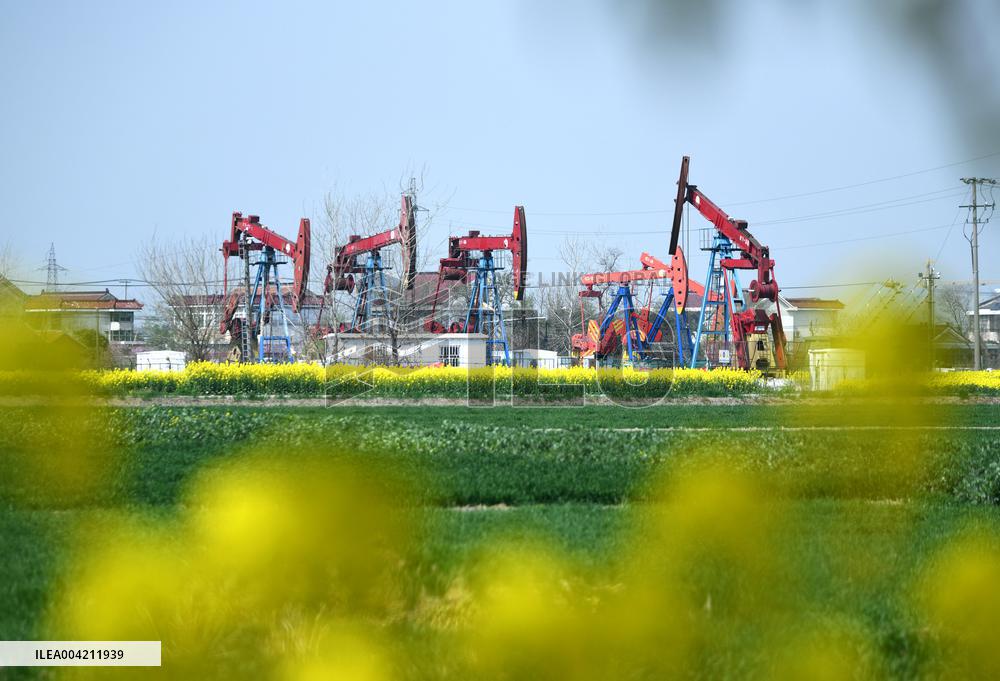 Subei Oil Extraction Plant Amid Rapeseed Flowers