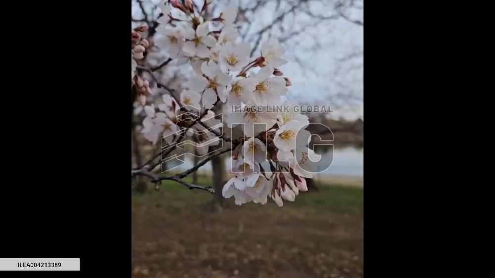 US: Cherry Blossoms in D.C. Nears Peak Bloom