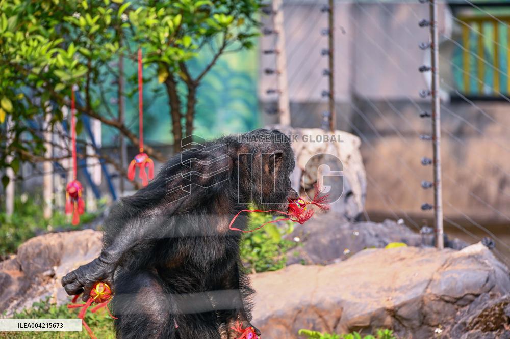 Internet Celebrity Chimpanzee Sammy