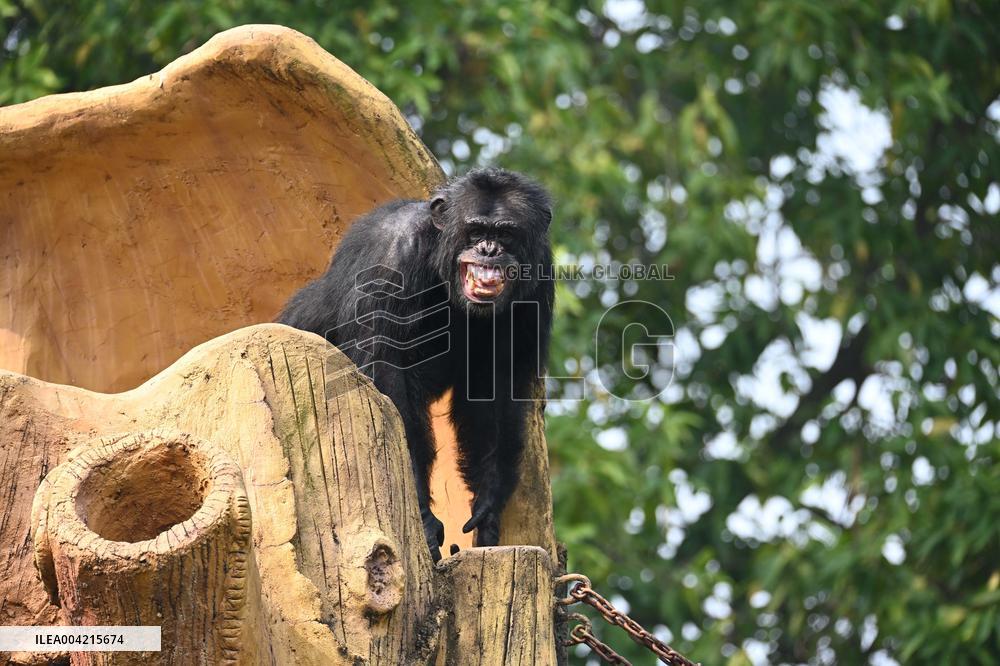 Internet Celebrity Chimpanzee Sammy