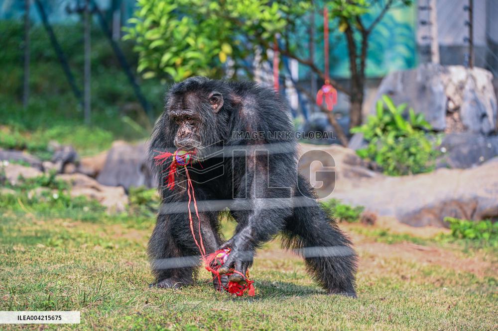 Internet Celebrity Chimpanzee Sammy