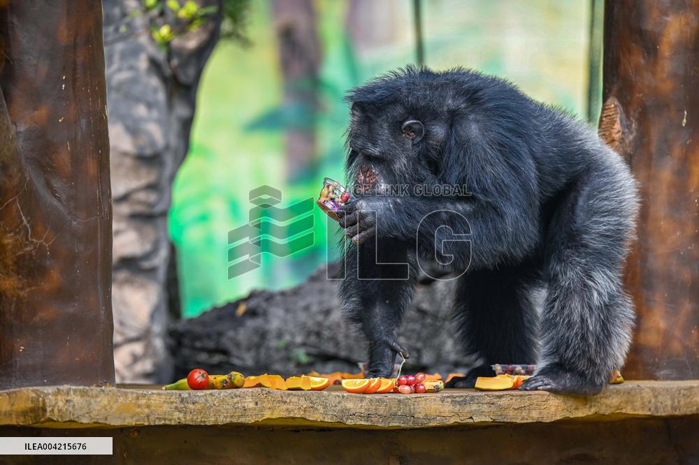 Internet Celebrity Chimpanzee Sammy