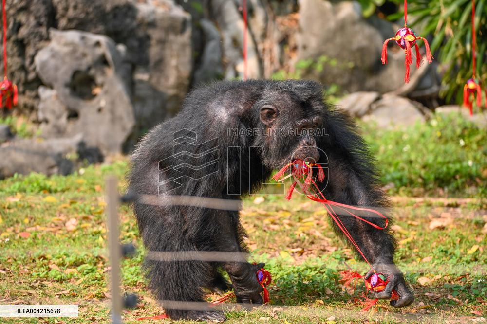 Internet Celebrity Chimpanzee Sammy