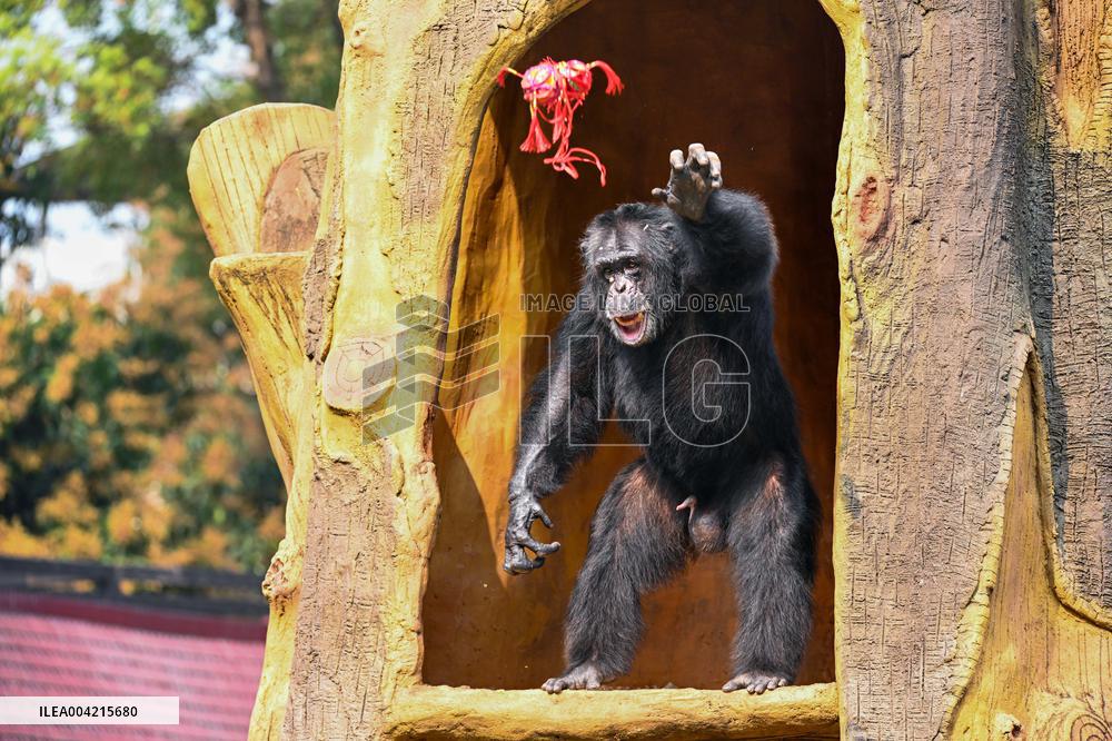 Internet Celebrity Chimpanzee Sammy