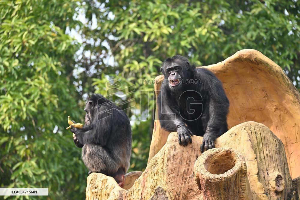 Internet Celebrity Chimpanzee Sammy