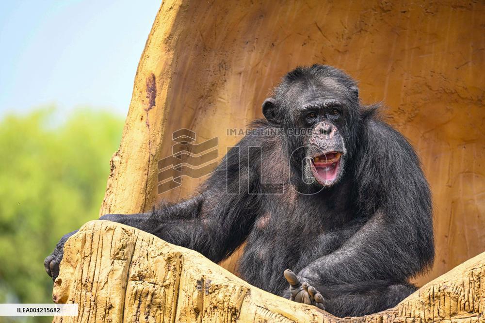 Internet Celebrity Chimpanzee Sammy