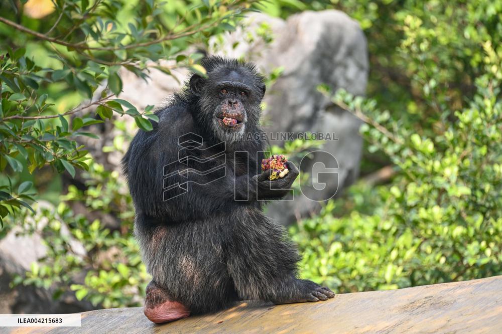 Internet Celebrity Chimpanzee Sammy