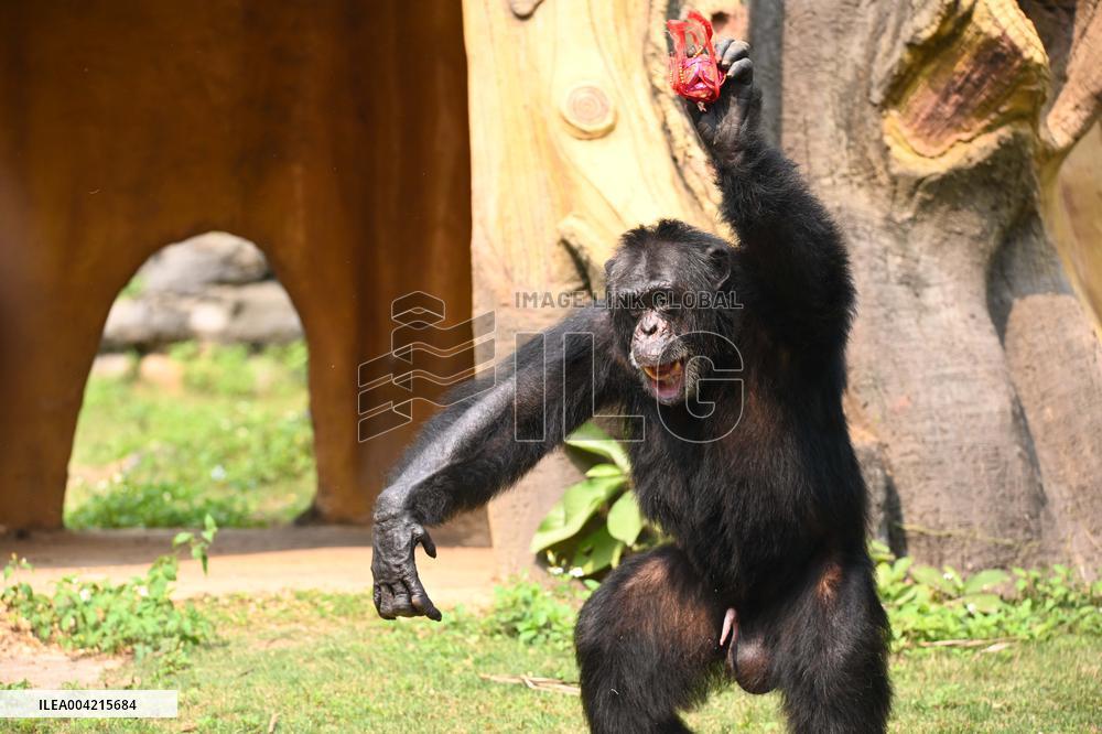 Internet Celebrity Chimpanzee Sammy