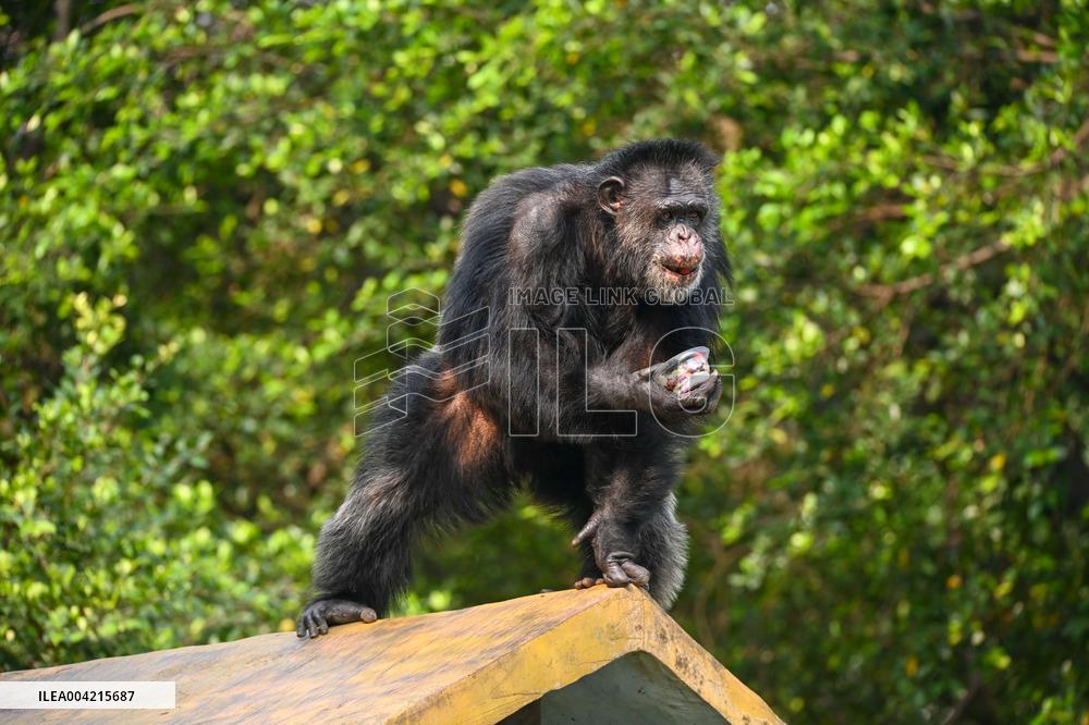 Internet Celebrity Chimpanzee Sammy