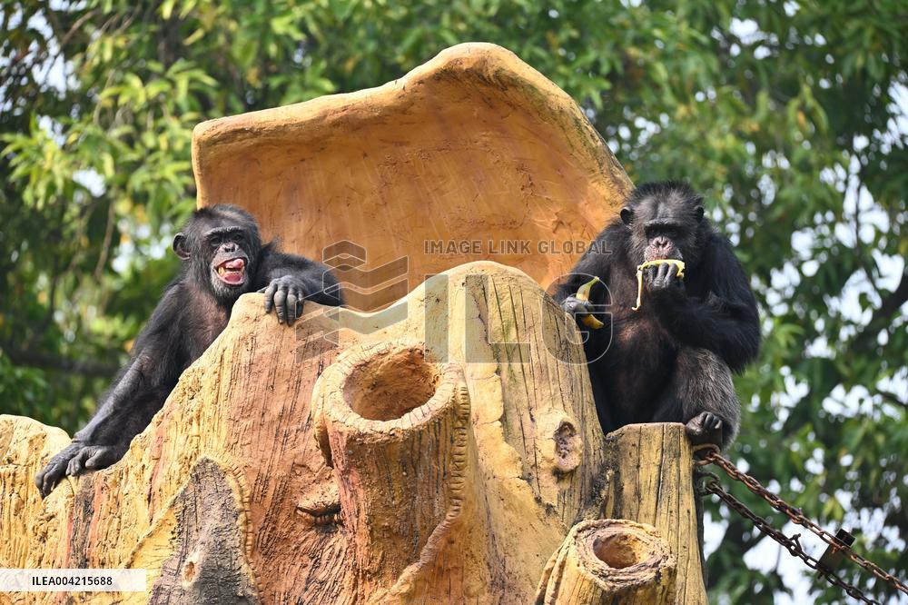 Internet Celebrity Chimpanzee Sammy