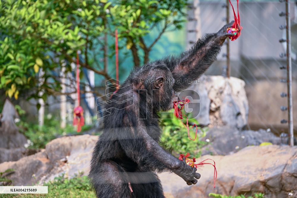 Internet Celebrity Chimpanzee Sammy