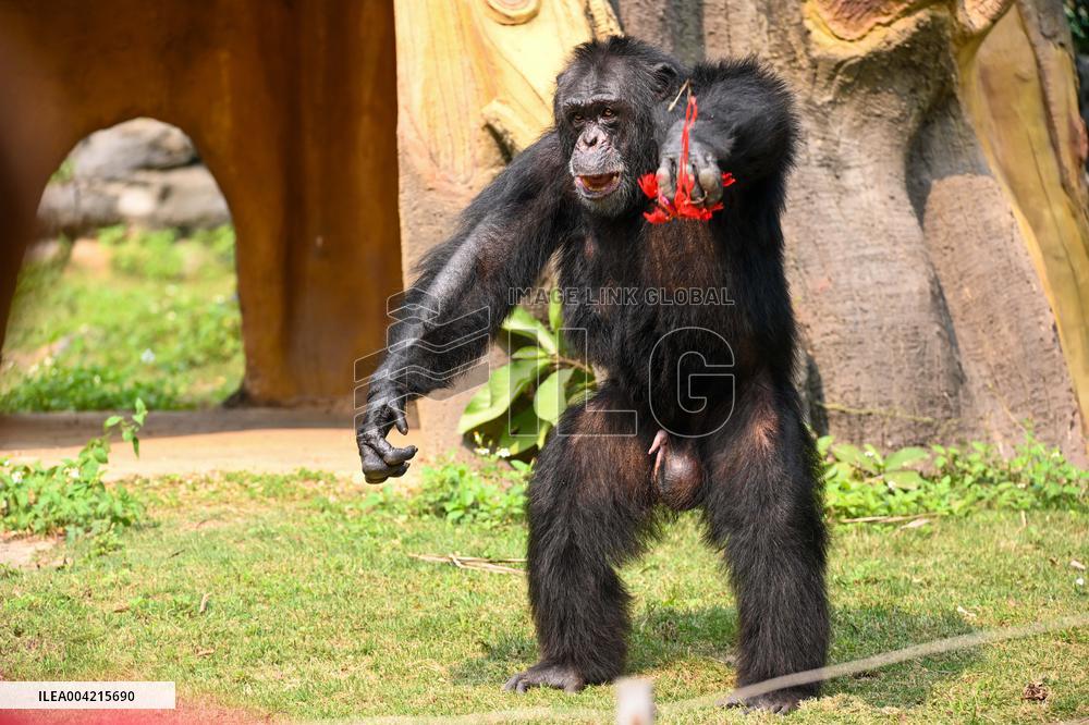 Internet Celebrity Chimpanzee Sammy