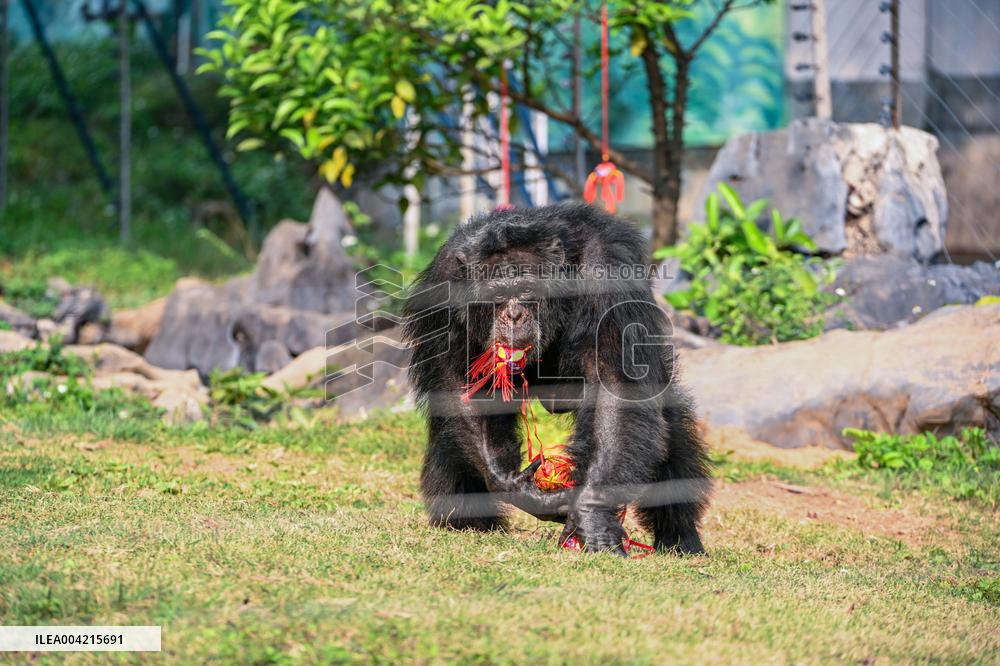 Internet Celebrity Chimpanzee Sammy