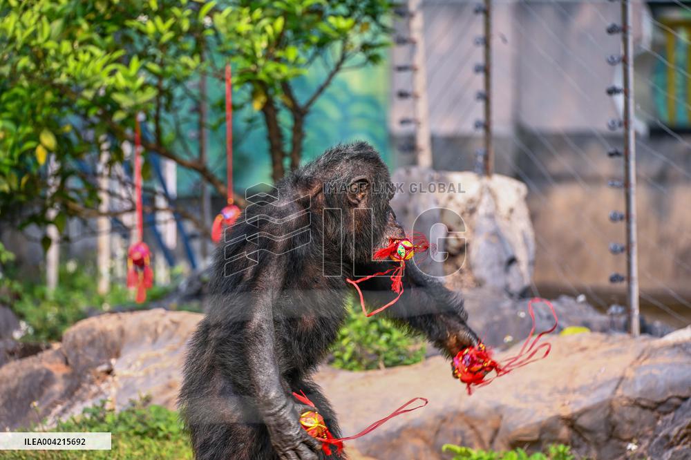 Internet Celebrity Chimpanzee Sammy