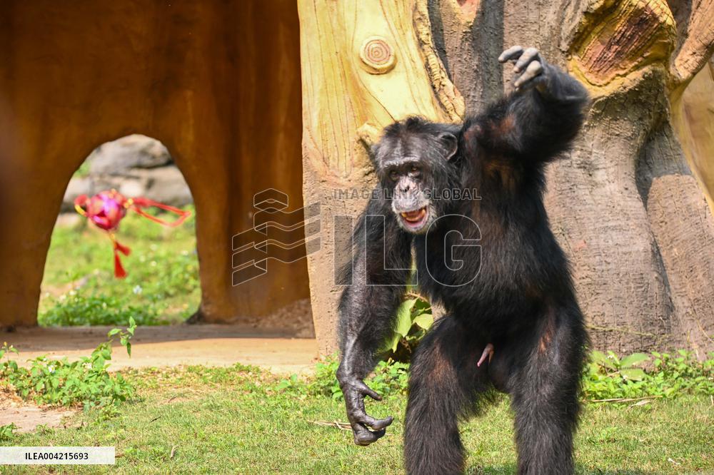 Internet Celebrity Chimpanzee Sammy