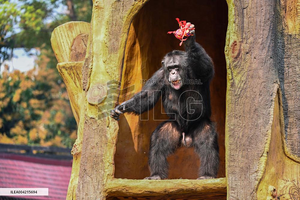 Internet Celebrity Chimpanzee Sammy