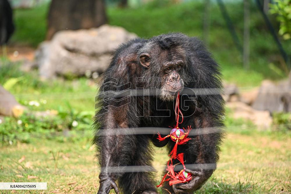 Internet Celebrity Chimpanzee Sammy