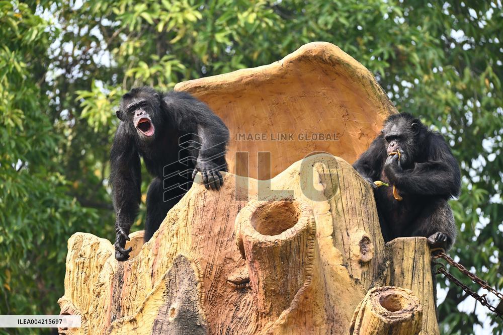 Internet Celebrity Chimpanzee Sammy