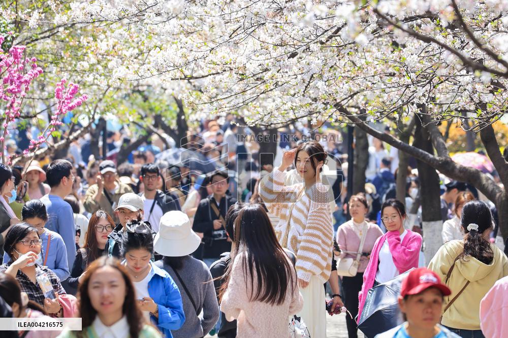 Tourists View Blooming Cherry Blossoms in Nanjing