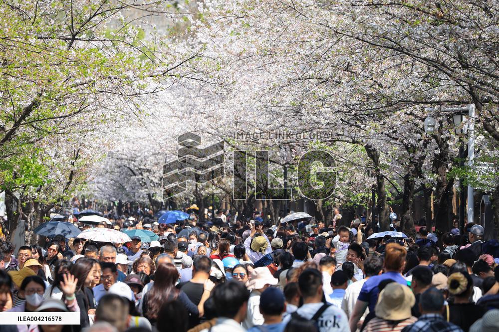Tourists View Blooming Cherry Blossoms in Nanjing