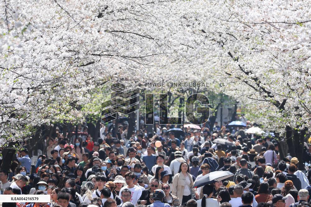 Tourists View Blooming Cherry Blossoms in Nanjing