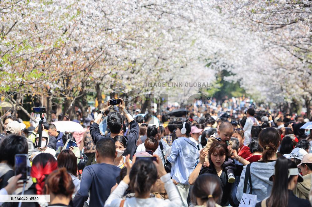 Tourists View Blooming Cherry Blossoms in Nanjing