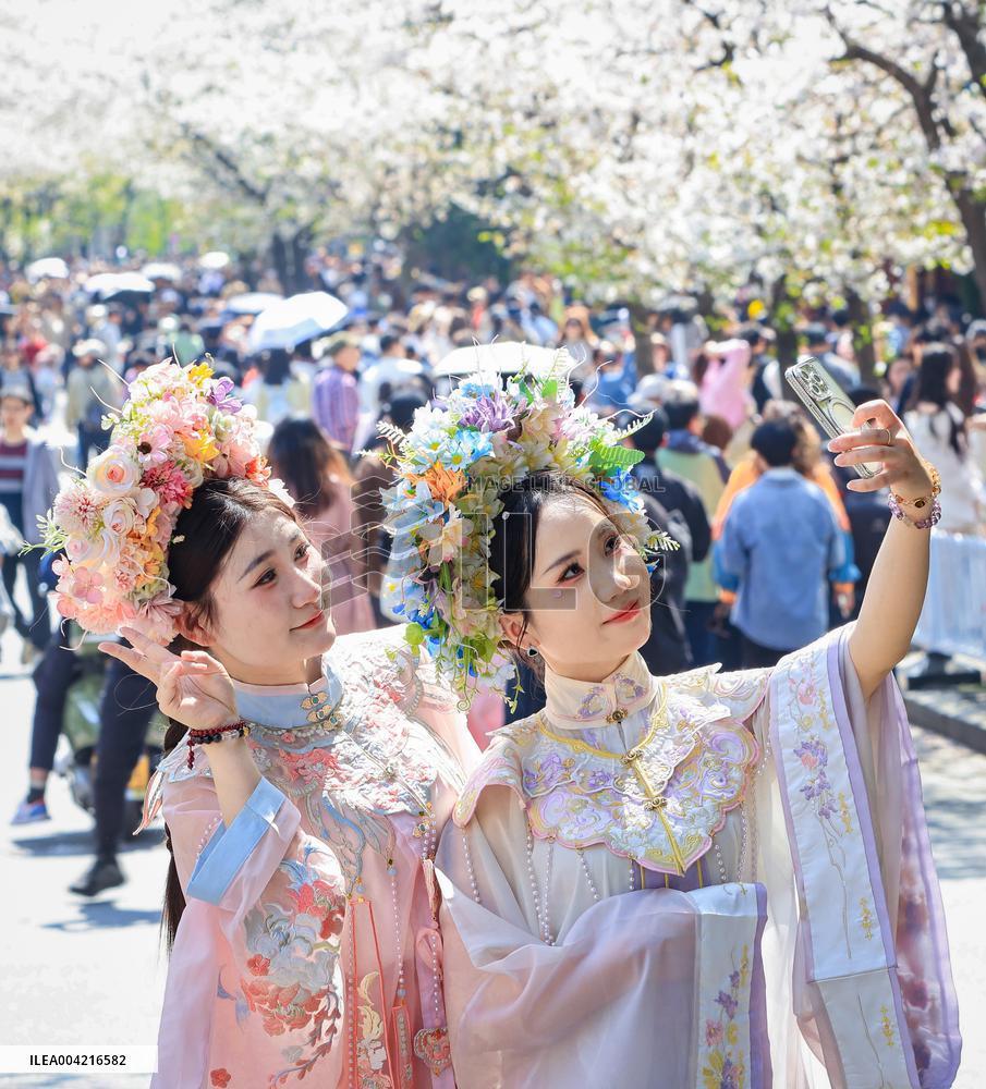 Tourists View Blooming Cherry Blossoms in Nanjing