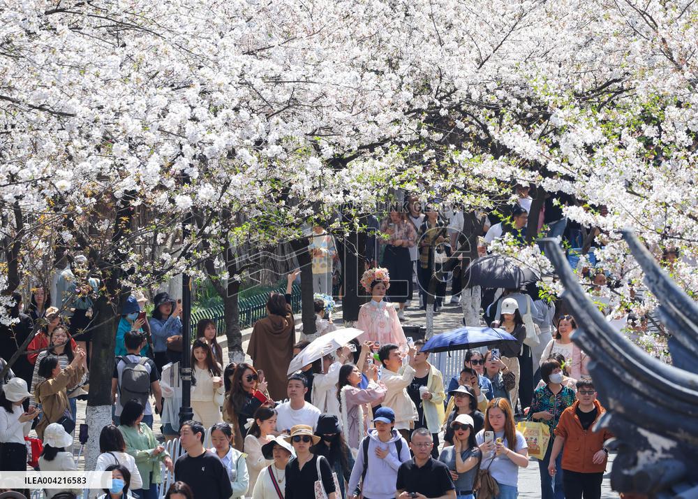 Tourists View Blooming Cherry Blossoms in Nanjing