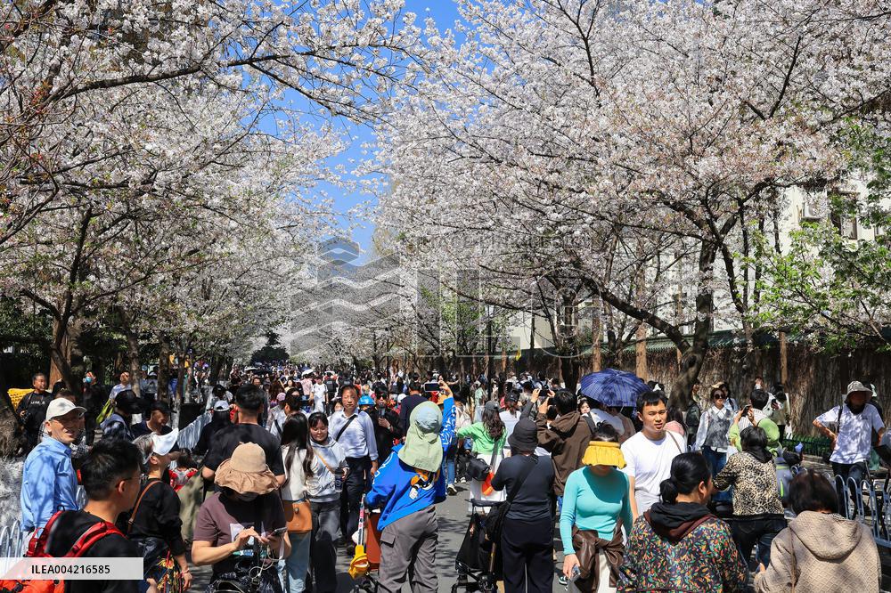 Tourists View Blooming Cherry Blossoms in Nanjing
