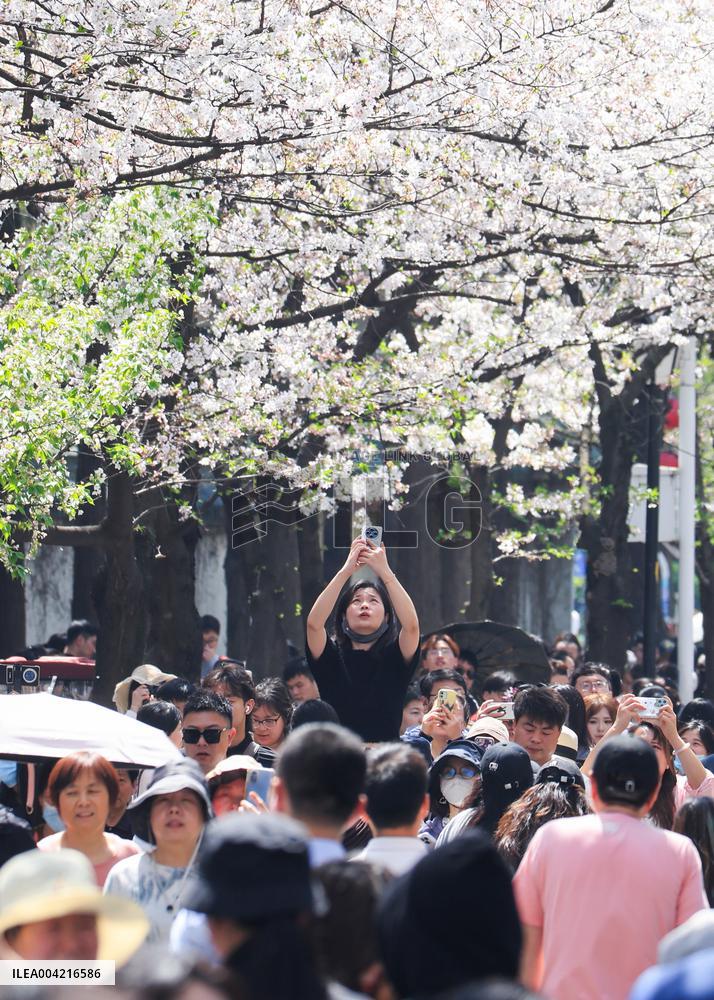 Tourists View Blooming Cherry Blossoms in Nanjing