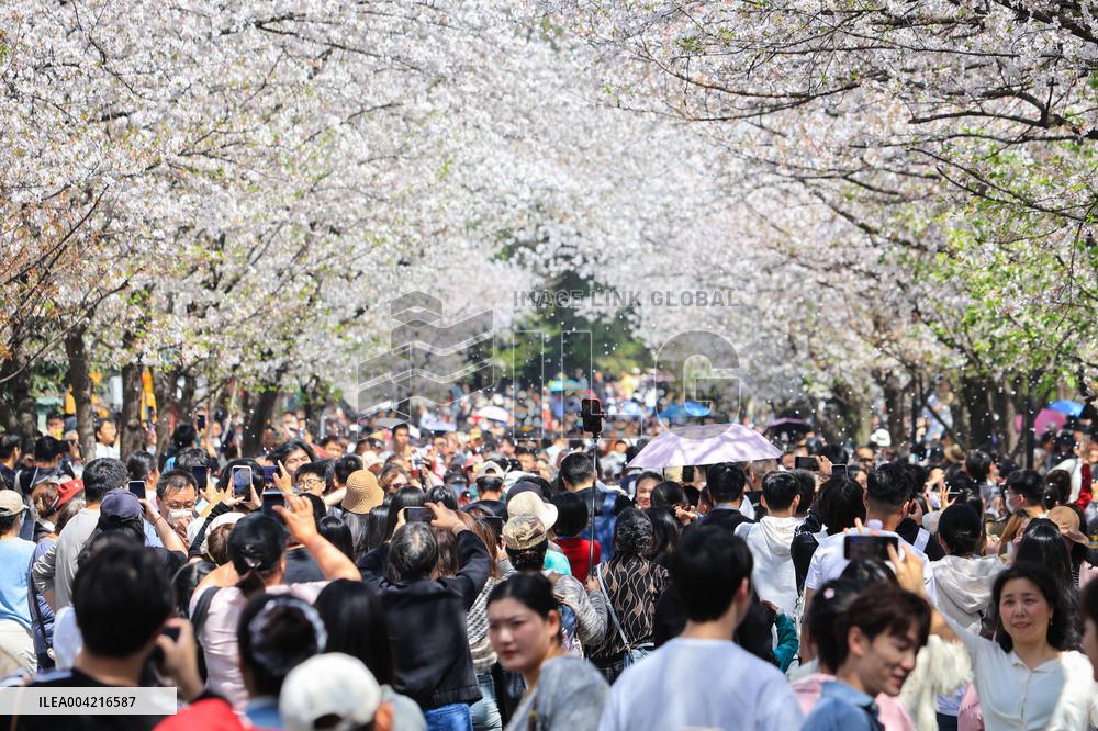Tourists View Blooming Cherry Blossoms in Nanjing