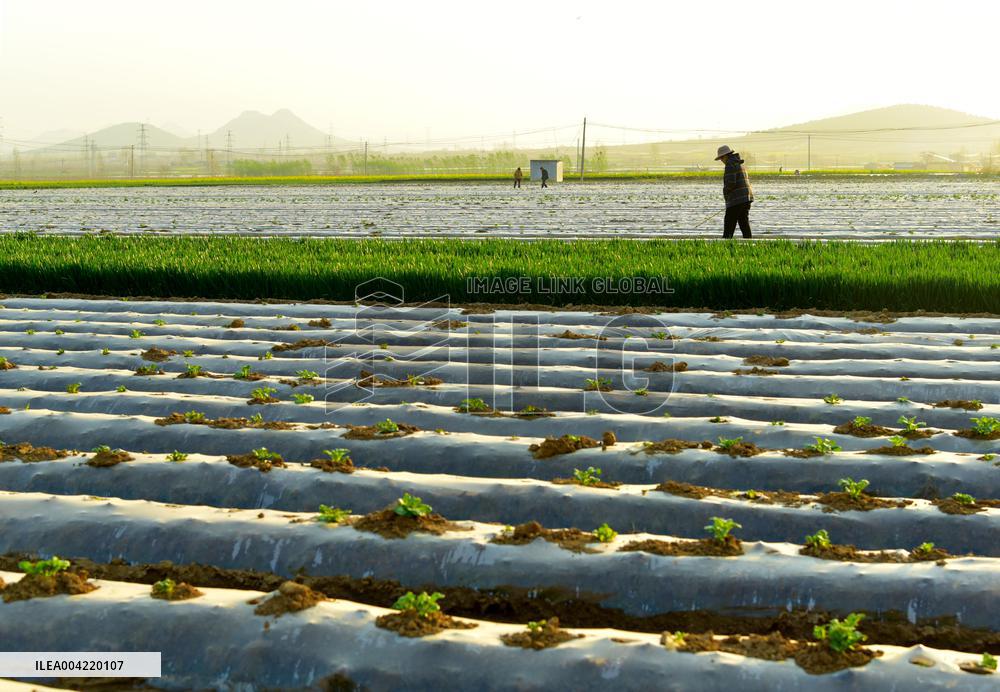 Mulched Potato Planting Base in Zaozhuang