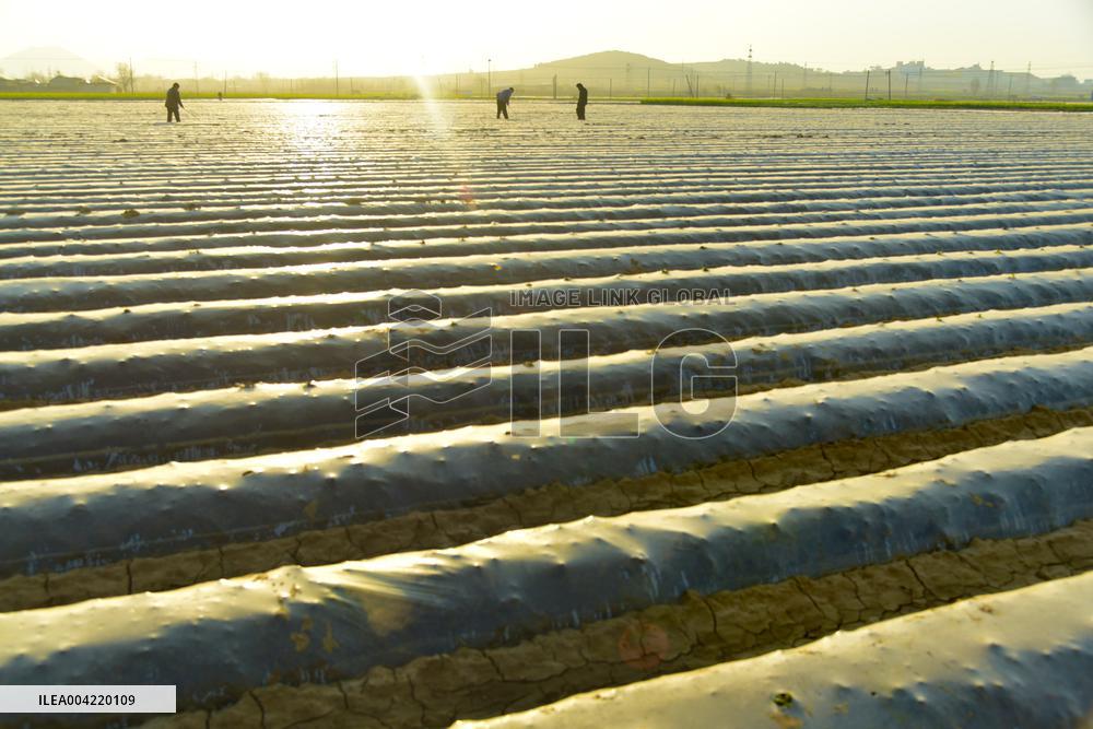 Mulched Potato Planting Base in Zaozhuang
