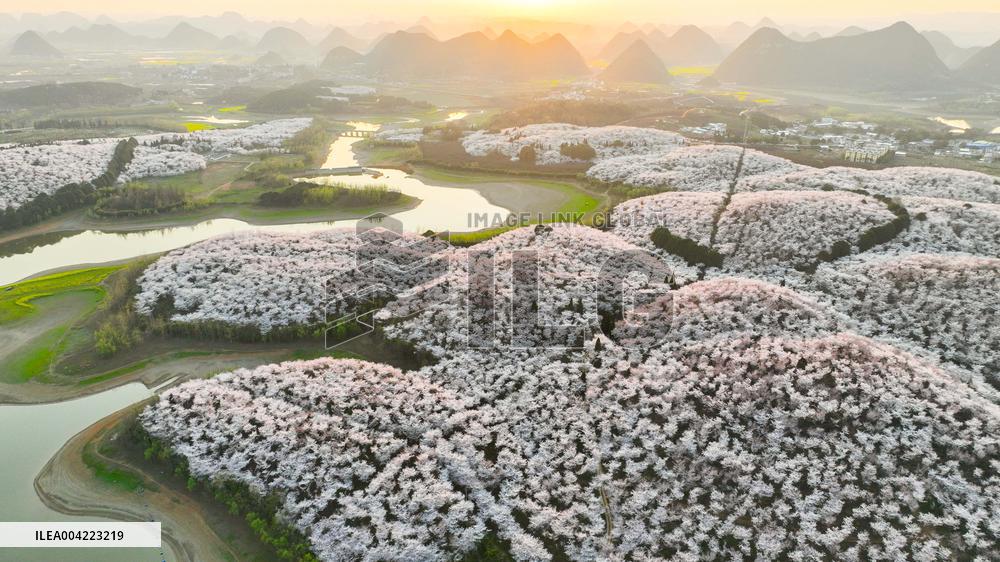 Cherry Blossoms - China
