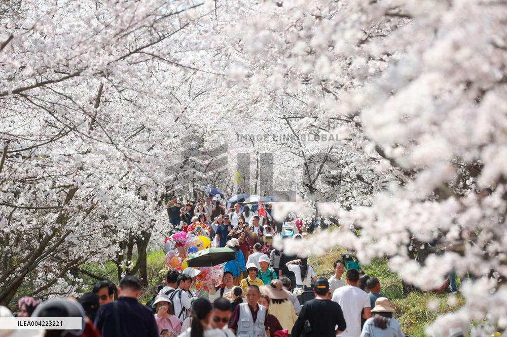 Cherry Blossoms - China