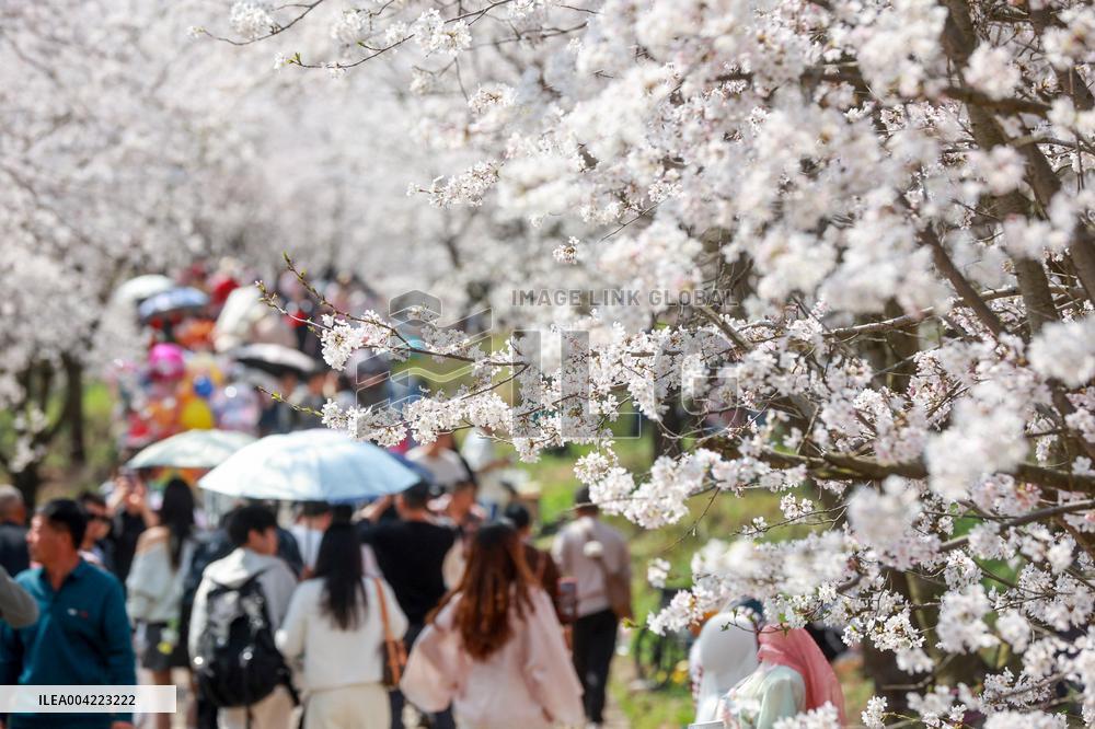 Cherry Blossoms - China