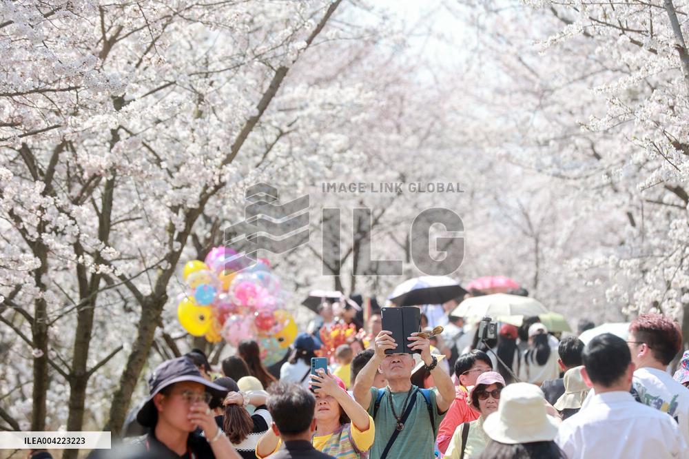 Cherry Blossoms - China