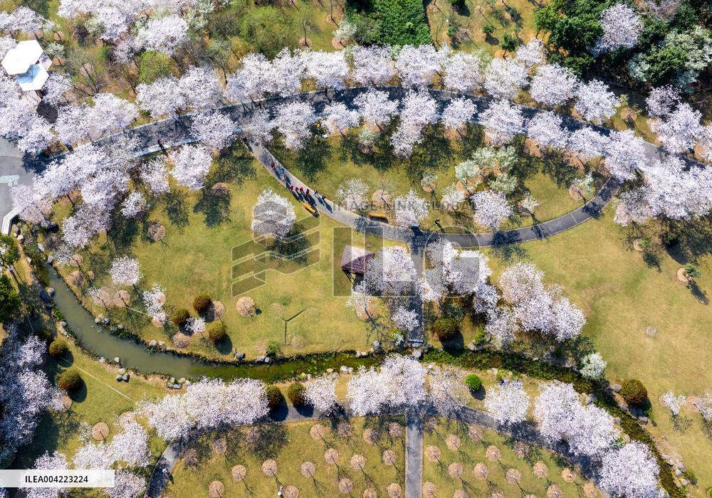 Cherry Blossoms - China