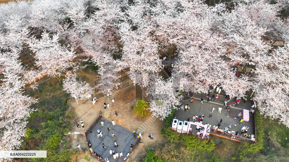 Cherry Blossoms - China
