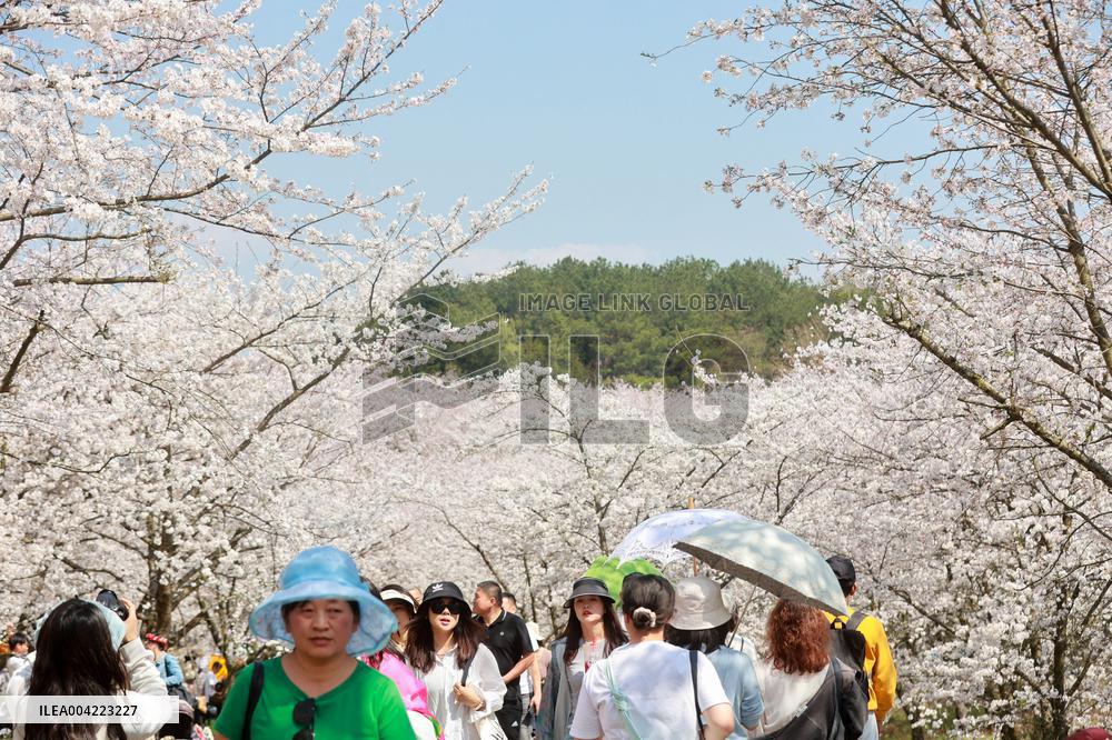 Cherry Blossoms - China