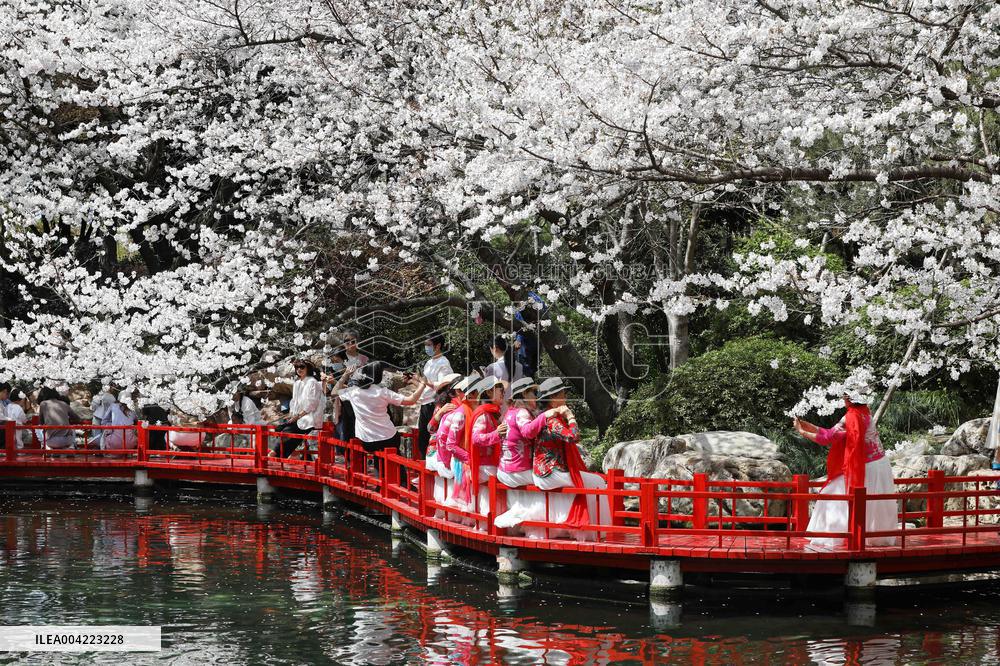 Cherry Blossoms - China