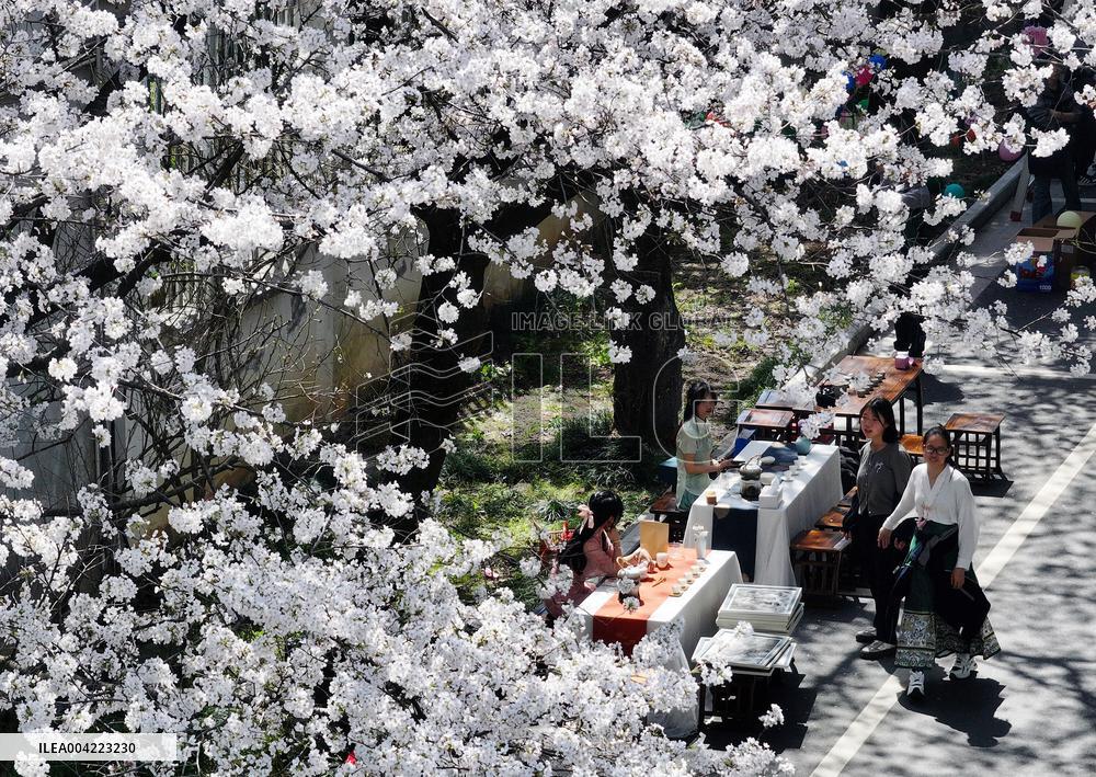 Cherry Blossoms - China