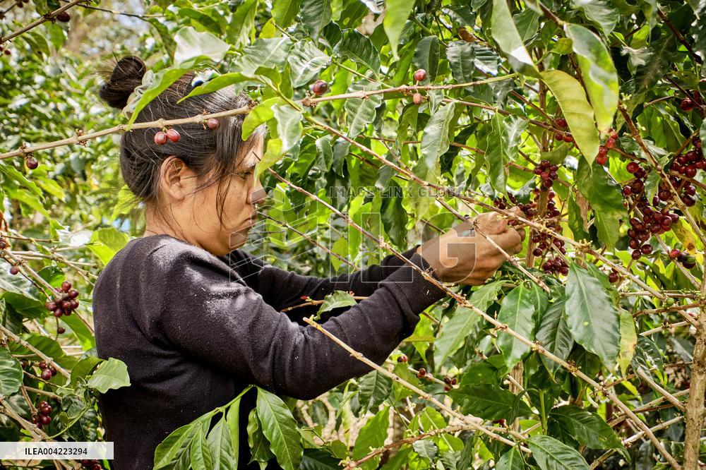 Arabica coffee growing in Costa Rica - Illustration