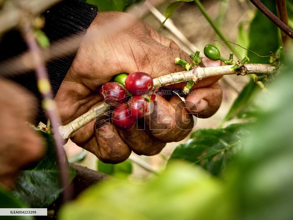 Arabica coffee growing in Costa Rica - Illustration