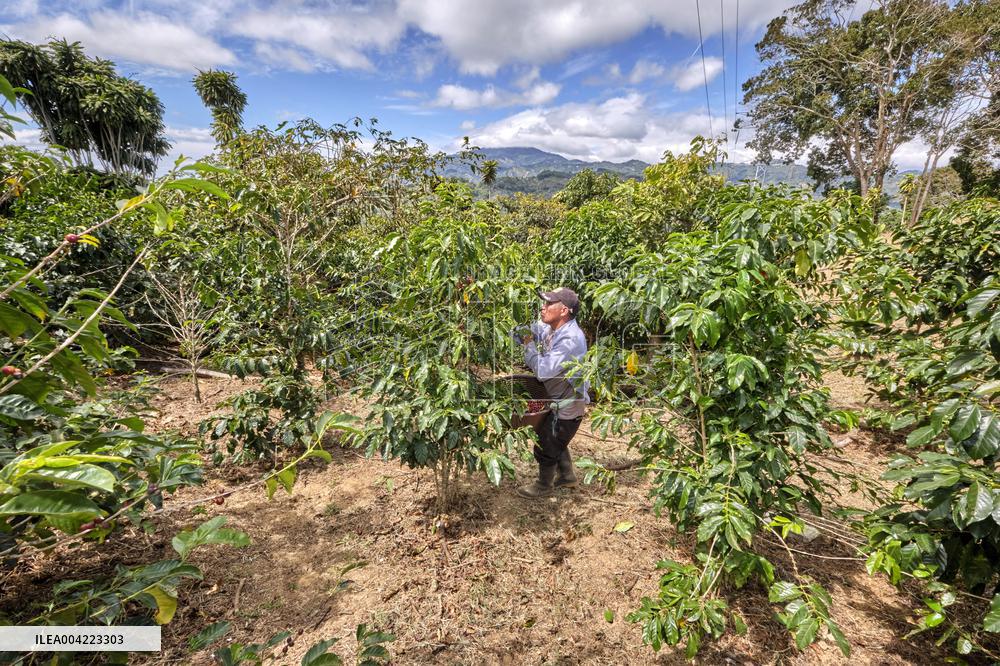 Arabica coffee growing in Costa Rica - Illustration